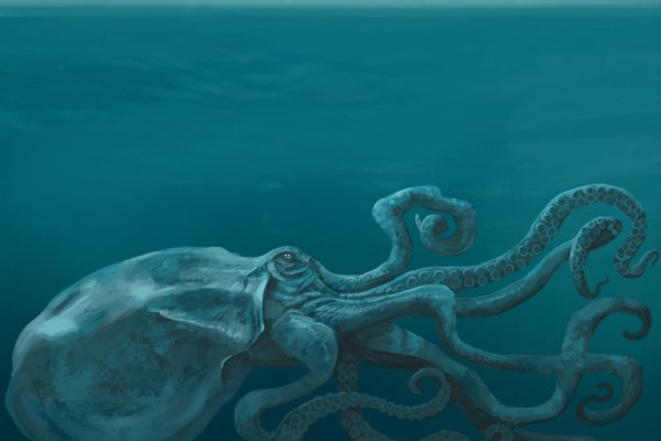 Регистрация в kraken